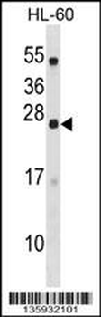 DYNAP Antibody (N-term)