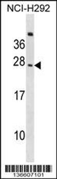 CD300C Antibody (C-term)