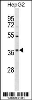 ORAI3 Antibody (N-term)