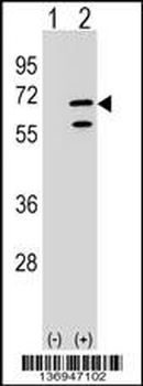 POLR3C Antibody (Center)