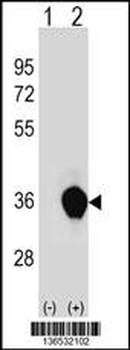 UNKL Antibody (N-term)