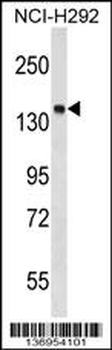 PTPN23 Antibody (C-term)
