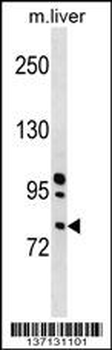 Mouse Rnasel Antibody (N-term)