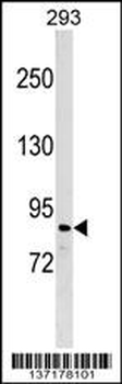 ZNF7 Antibody (C-term)