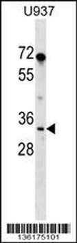 PPIE Antibody (N-term)