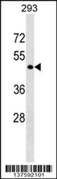 GPR78 Antibody (Center)