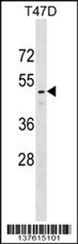 RELT Antibody (C-term)