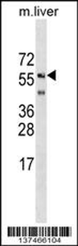 SHOC2 Antibody (N-term)