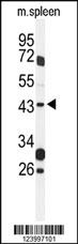 GPR157 Antibody (Center)