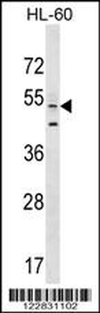 AGFG2 Antibody (Center)