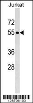 PNMA3 Antibody (C-term)