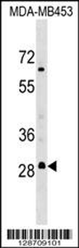 MARH3 Antibody (C-term)