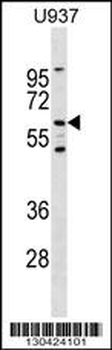 Mouse Ryk Antibody (Center)