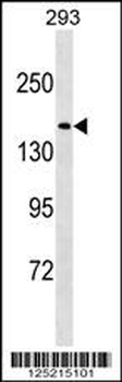 NU188 Antibody (N-term)