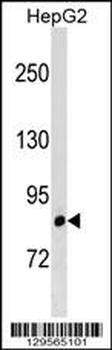LRRIQ3 Antibody (C-term)