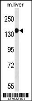 SGK269 Antibody (N-term)