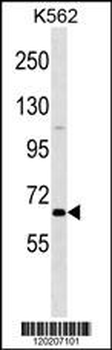 POU2F1 Antibody (N-term)