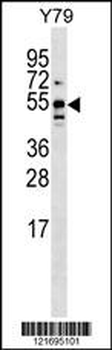 BRUNOL5 Antibody (Center)