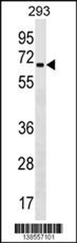 ZNF426 Antibody (Center)