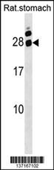 Rat Hoxa5 Antibody (C-term)