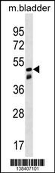 SNX8 Antibody (C-term)