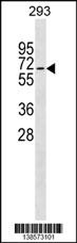 ZWILCH Antibody (C-term)