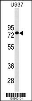 GOLGA8J Antibody (N-term)