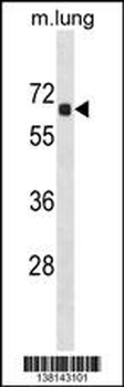 ACOT9 Antibody (Center)