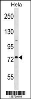 GOLGA8H Antibody (N-term)