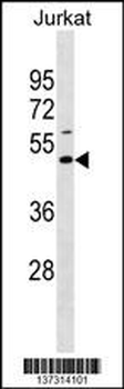 EAF1 Antibody (Center)
