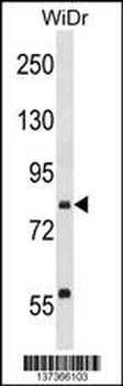 SEC23B Antibody (C-term)