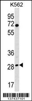 RPA4 Antibody (C-term)