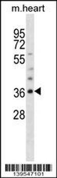 OLIG1 Antibody (C-term)