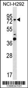 GTPBP1 Antibody (C-term)