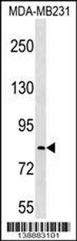 LRRC70 Antibody (C-term)