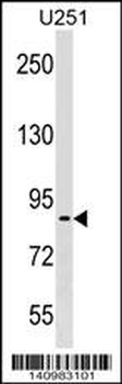 PES1 Antibody (C-term)