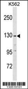 EGF Antibody (C-term)