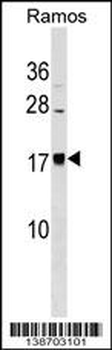 BLACE Antibody (N-term)