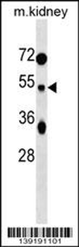 TUFT1 Antibody (C-term)