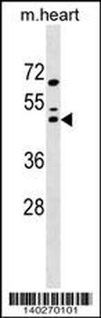 Mouse Maf Antibody (N-term)