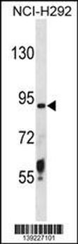 TMPRSS6 Antibody(N-term)
