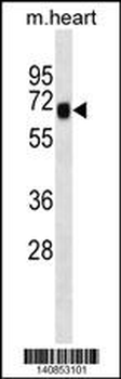Mouse Shc4 Antibody(C-term)