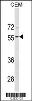 BMP8A Antibody (C-term)