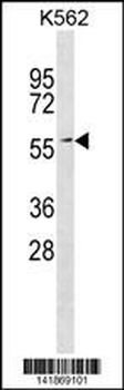 ERF Antibody (C-term)