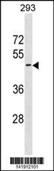 GPR151 Antibody (C-term)
