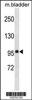 MEG11 Antibody (N-term)