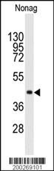 NANOG Antibody