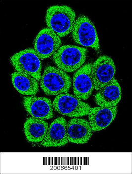 NUCL Antibody