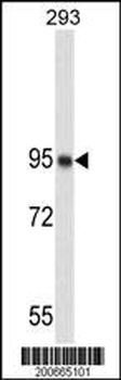 NUCL Antibody