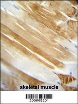 NUCL Antibody